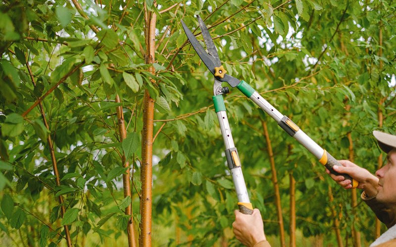 Tree trimming in Makoti, ND