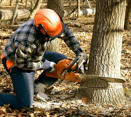 Tree Removal in Makoti, ND